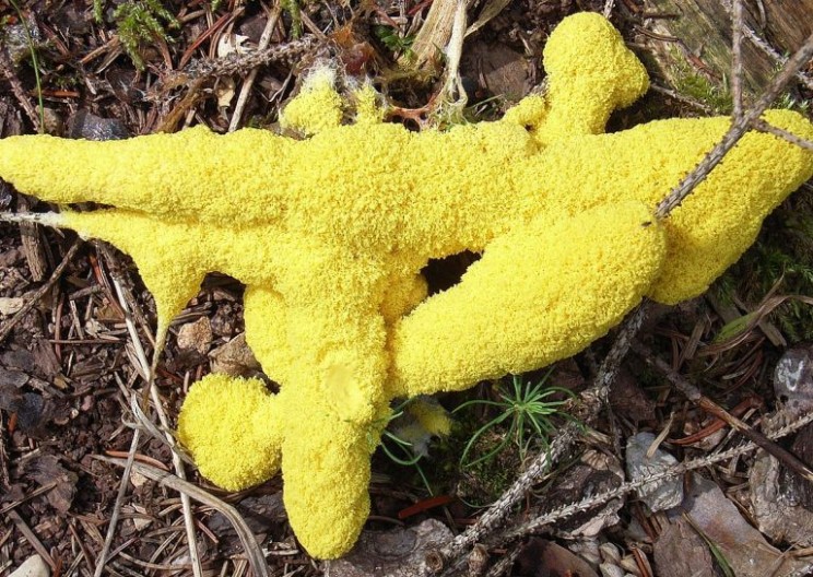 This Giant Blob Slime Mold can Learn Like Other Living Organisms