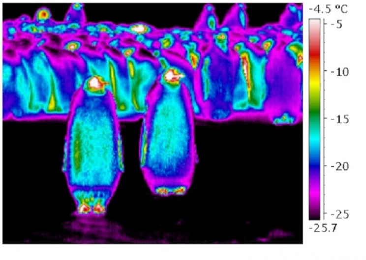 Why Don't Penguins' Feet Freeze?: A Remarkable Evolutionary Adaptation