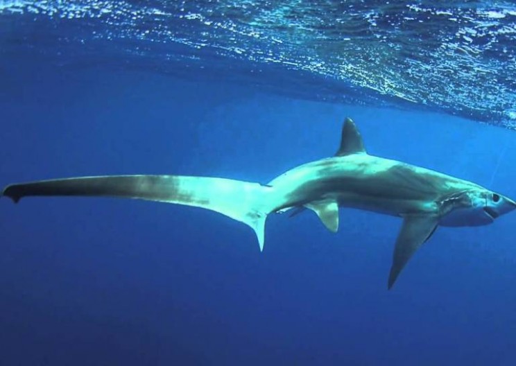 Will the 'Indiana Jones' Shark Make a Comeback?