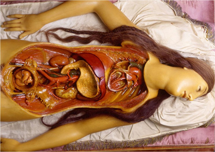 Anatomical Venuses: Beauty Literally Dissected