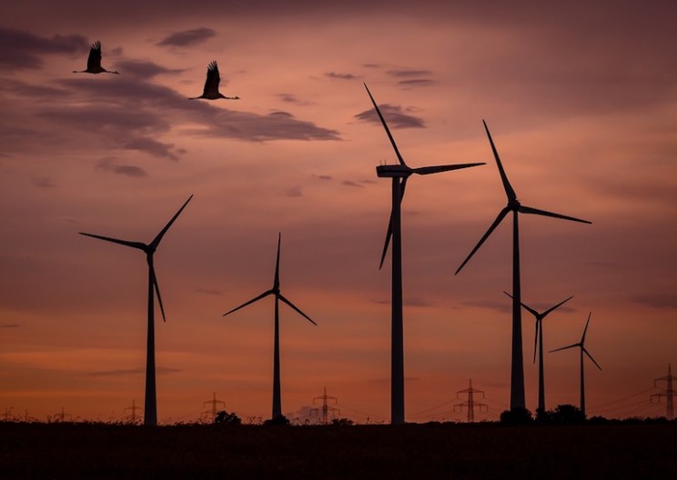 This Software Could Help Protect Birds and Bats Near Offshore Wind Turbines