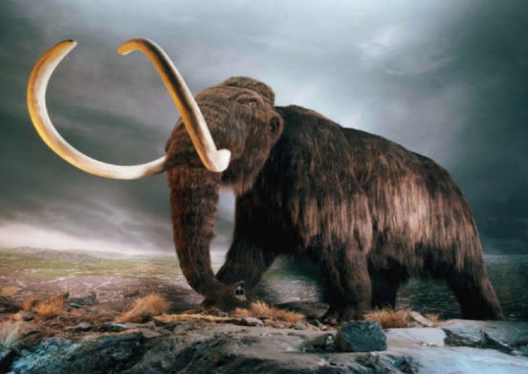 Wooly Mammoths Went Extinct from Lack of Drinking Water