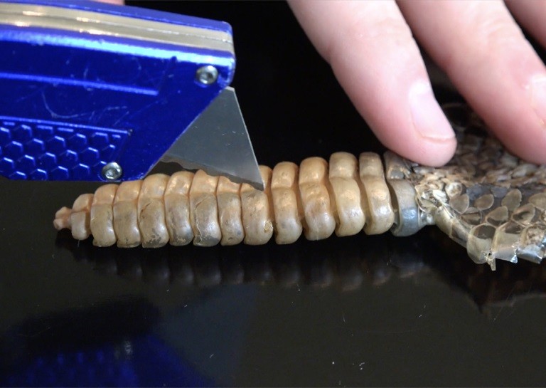 What Exactly is Inside a Rattlesnake's Rattle?