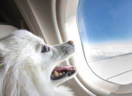 How to Fly Safely With Your Pet