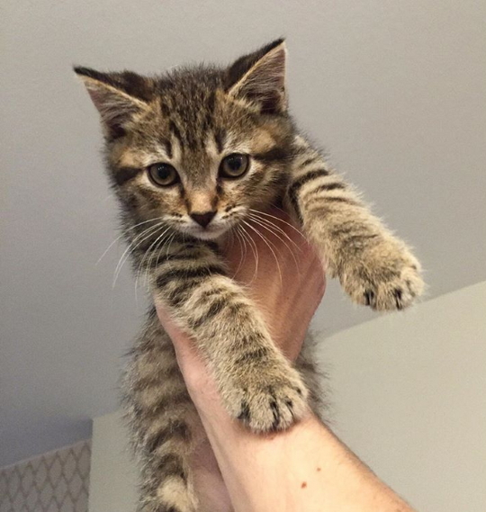 Viktor as a kitten Viktor as a kitten