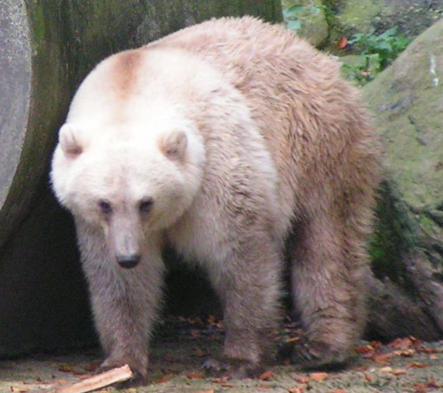 Grolar Bear Grolar Bear