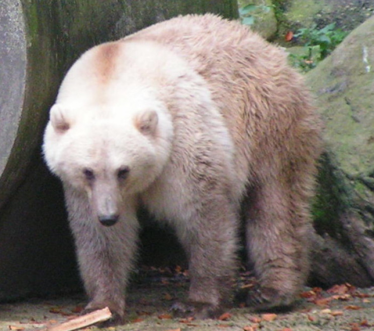 Grolar Bear Grolar Bear
