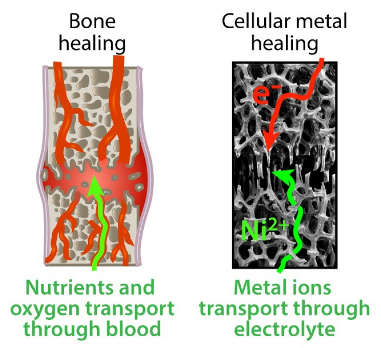 A Bone-like Metal Foam Is Showing Wolverine-like Healing Properties