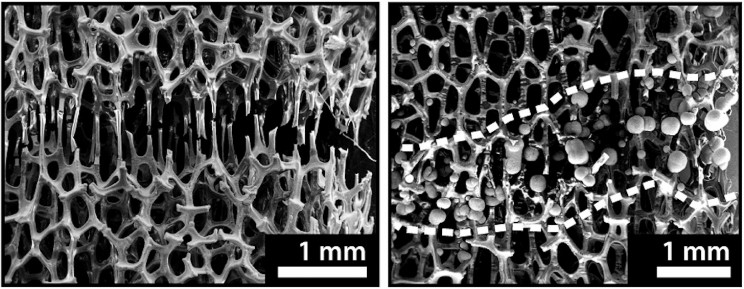 A Bone-like Metal Foam Is Showing Wolverine-like Healing Properties