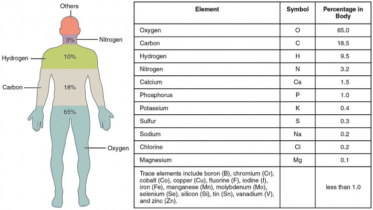 Elements that Make Up Human Body Elements that Make Up Human Body