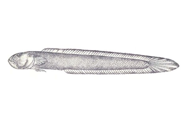 7 Animals That Look Exactly Like Dong 7 Animals That Look Exactly Like Dong