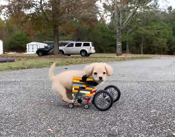 Two-Legged Puppy Gets Wheelchair Made of Legos Thanks to 12-Year-Old Boy Two-Legged Puppy Gets Wheelchair Made of Legos Thanks to 12-Year-Old Boy