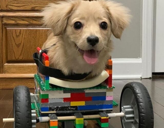 Two-Legged Puppy Gets Wheelchair Made of Legos Thanks to 12-Year-Old Boy Two-Legged Puppy Gets Wheelchair Made of Legos Thanks to 12-Year-Old Boy