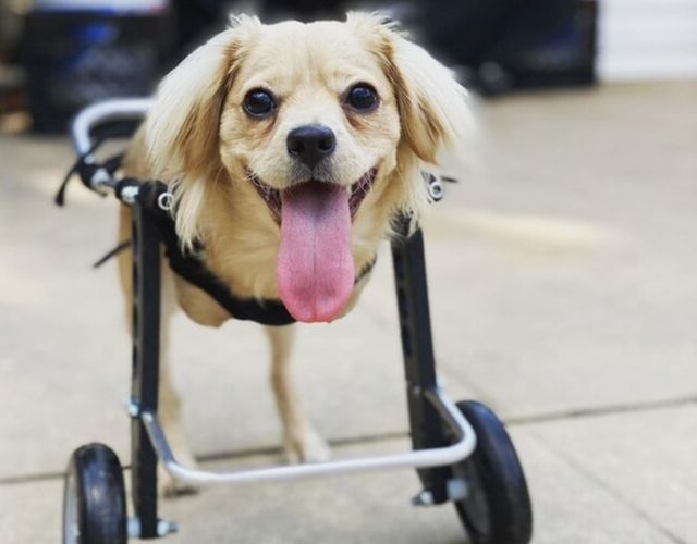 Two-Legged Puppy Gets Wheelchair Made of Legos Thanks to 12-Year-Old Boy Two-Legged Puppy Gets Wheelchair Made of Legos Thanks to 12-Year-Old Boy