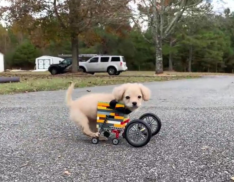 Two-Legged Puppy Gets Wheelchair Made of Legos Thanks to 12-Year-Old Boy Two-Legged Puppy Gets Wheelchair Made of Legos Thanks to 12-Year-Old Boy