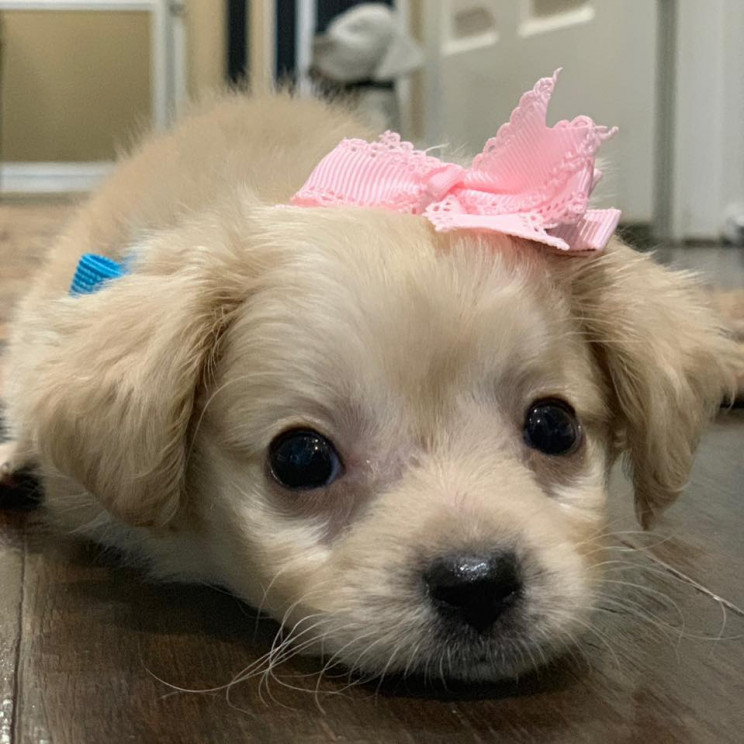 Two-Legged Puppy Gets Wheelchair Made of Legos Thanks to 12-Year-Old Boy Two-Legged Puppy Gets Wheelchair Made of Legos Thanks to 12-Year-Old Boy