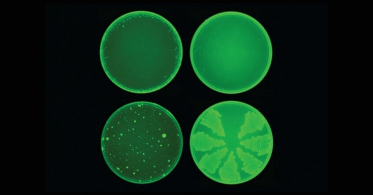 For the First Time Ever, Artificial Intelligence Helps Discover New Antibiotic