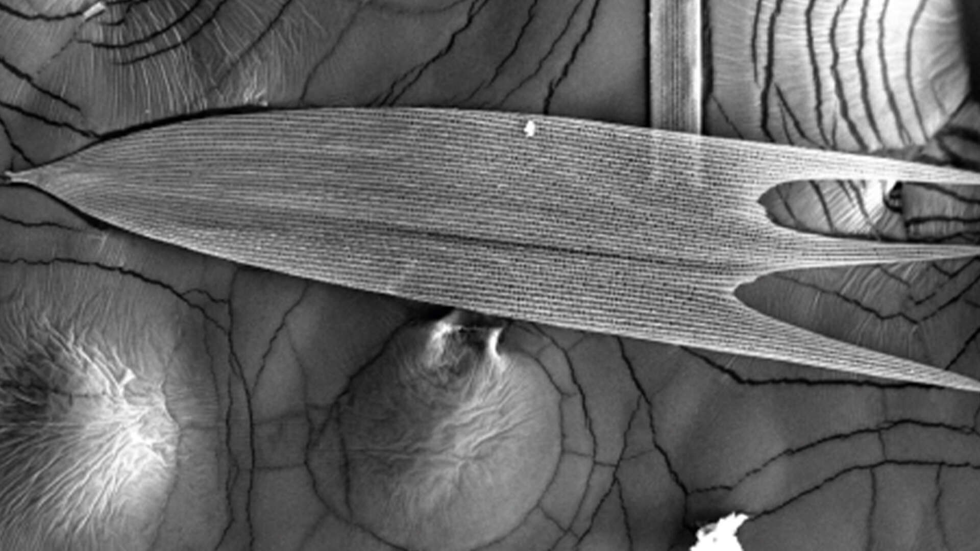Moth wing Moth wing