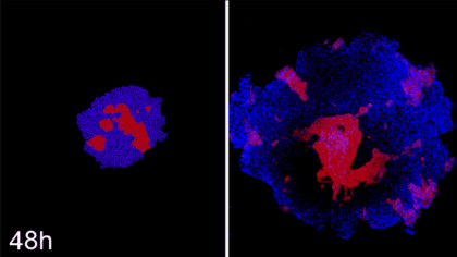 Researchers Organize Stem Cells Based on a Computational Model