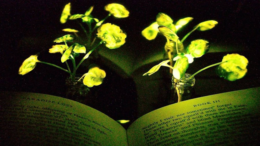 MIT Wants to Replace Lights With Glowing Plants - Vimarsana News
