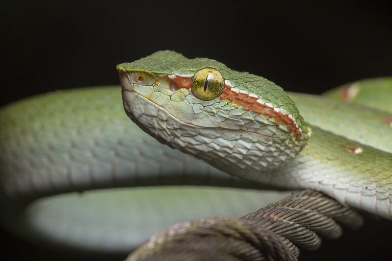 infrared pit viper