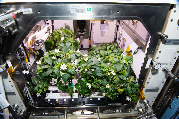 Astronauts Feast on 'Space Tacos' Made with First Peppers Grown in ISS Astronauts Feast on 'Space Tacos' Made with First Peppers Grown in ISS