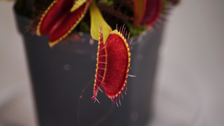 Engineers Control Venus Flytraps Through Smartphones