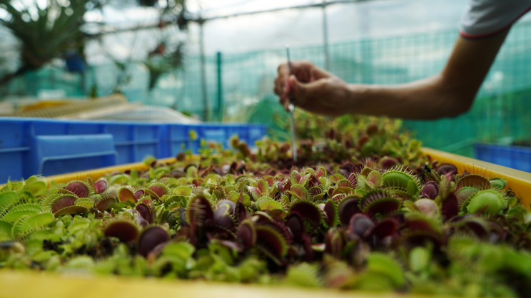 Engineers Control Venus Flytraps Through Smartphones