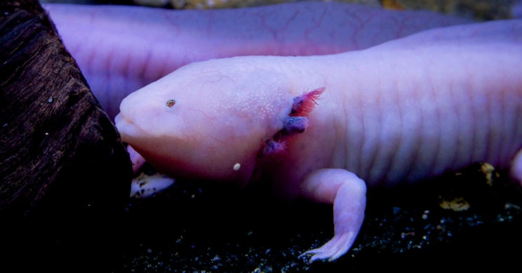 This Blind, Aquatic Salamander May Have Held Still for Seven Years