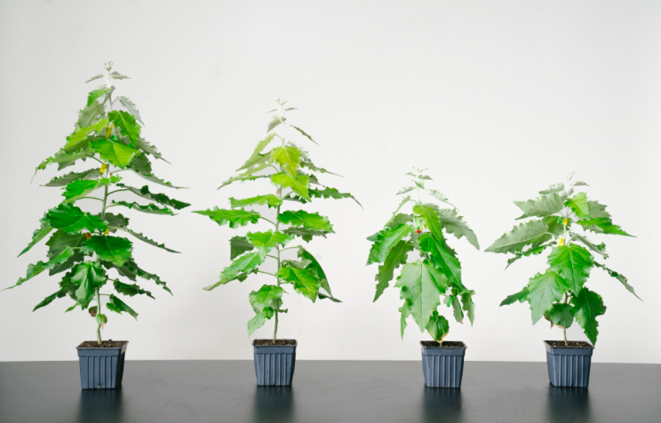 A startup plans to fight climate change with genetically engineered super-trees A startup plans to fight climate change with genetically engineered super-trees