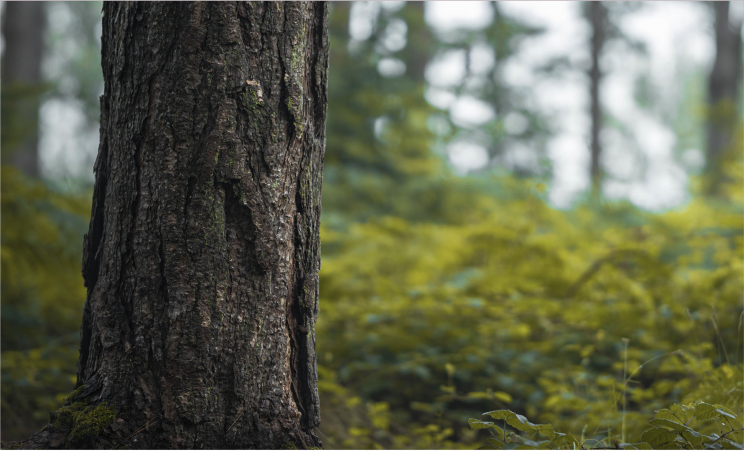 A startup plans to fight climate change with genetically engineered super-trees A startup plans to fight climate change with genetically engineered super-trees