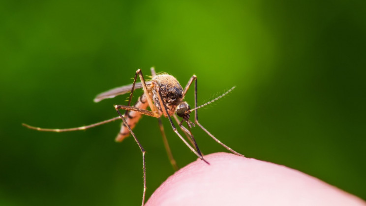 Geoengineering could raise the risk of malaria for 1 billion people