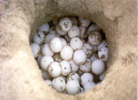 GPS-Implanted Fake Eggs Might Save Sea Turtles from Illegal Poaching GPS-Implanted Fake Eggs Might Save Sea Turtles from Illegal Poaching
