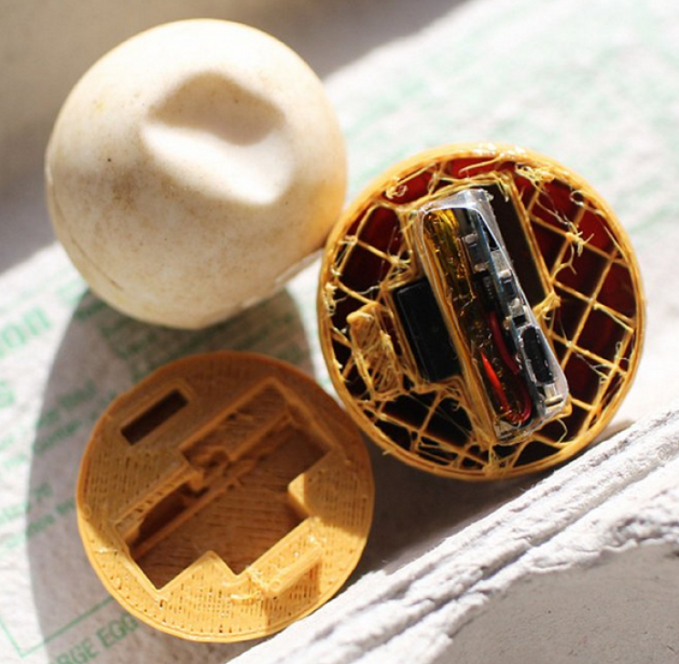 GPS-Implanted Fake Eggs Might Save Sea Turtles from Illegal Poaching GPS-Implanted Fake Eggs Might Save Sea Turtles from Illegal Poaching