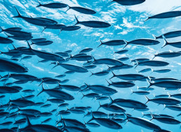 Our Oceans Are Significantly Losing Oxygen, Threatening Marine Life and Fisheries