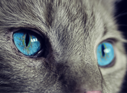 What Would Happen If You Strapped Buttered Toast to the Back of a Cat?
