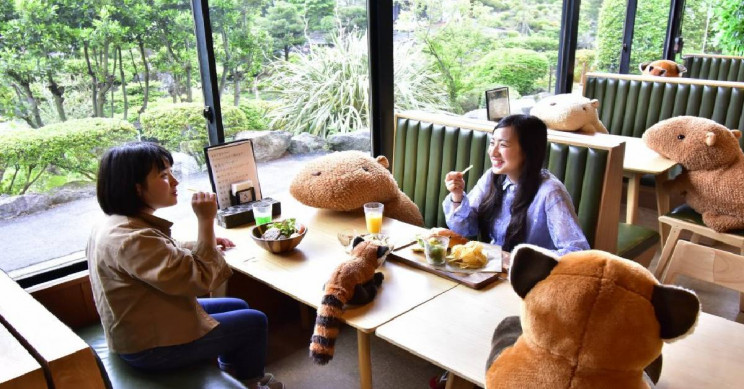 Toy Capybaras Are Now Being Used as Social Distancing Tools in a Japanese Zoo Toy Capybaras Are Now Being Used as Social Distancing Tools in a Japanese Zoo