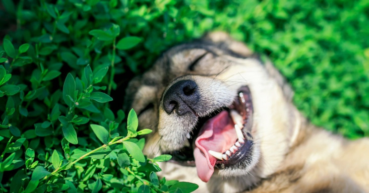 Nvidia Lets You Recreate Your Dog's Smile On Another Animal With New App
