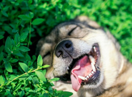 Nvidia Lets You Recreate Your Dog's Smile On Another Animal With New App