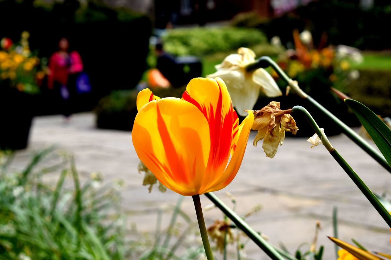 Semper Augustus tulip