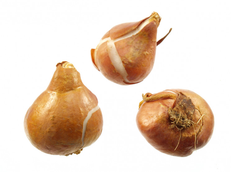 tulip bulbs