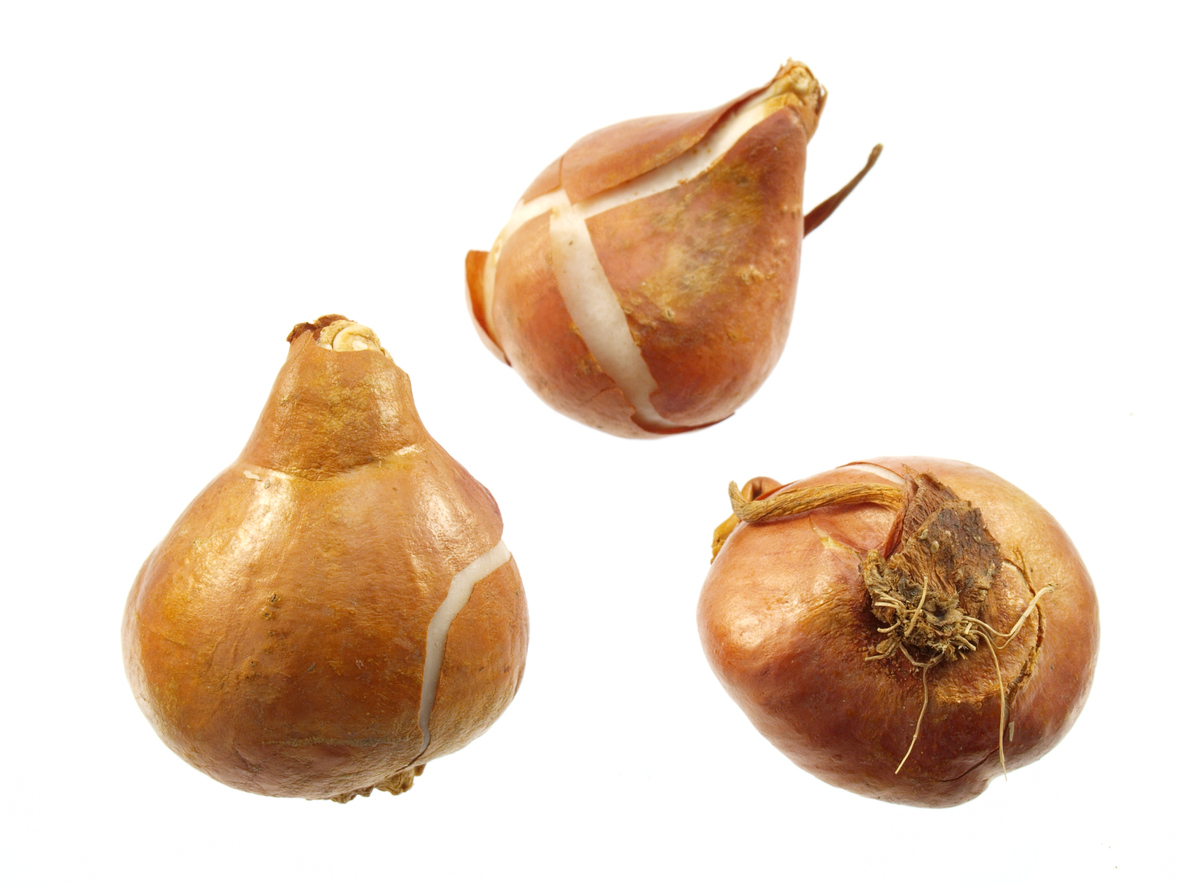 tulip bulbs