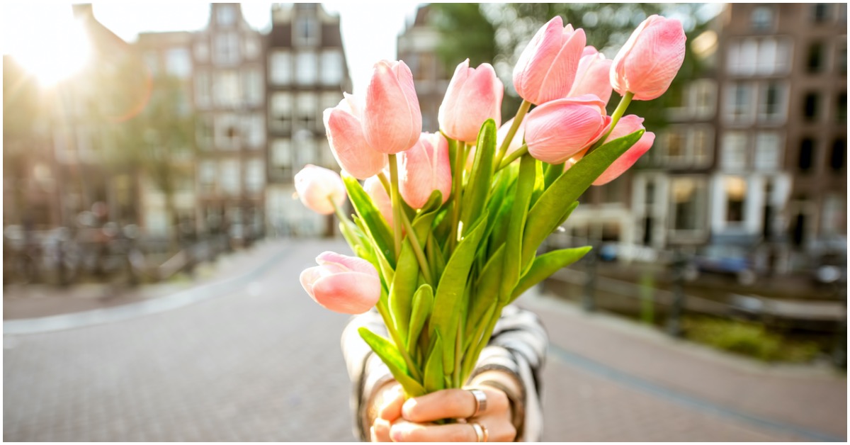 History of the Tulip: From Turkish Love Affair to Dutch Tulipmania Obsession History of the Tulip: From Turkish Love Affair to Dutch Tulipmania Obsession