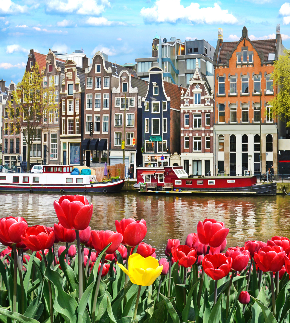 tulips in Amsterdam