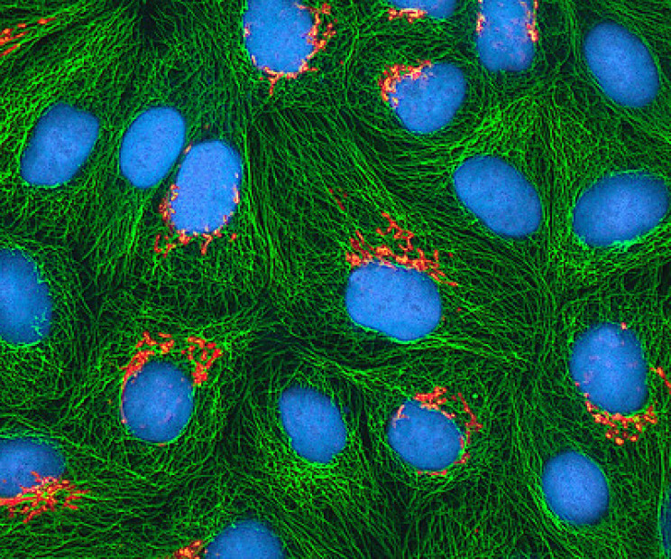HeLA Cells Cultured HeLa Cells