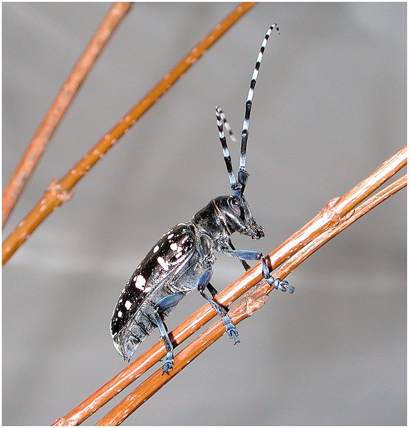 invasive species long horned beetle