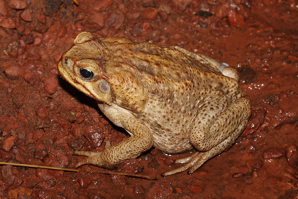 invasive species cane toad