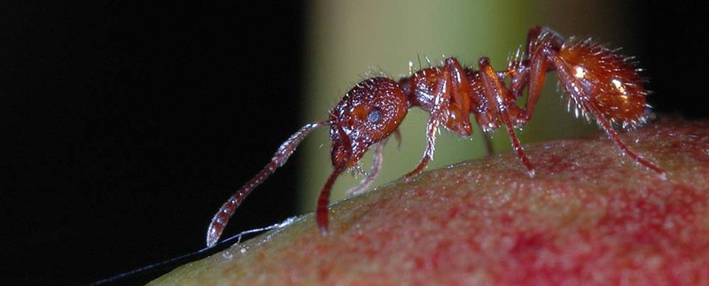 invasive species fire ant