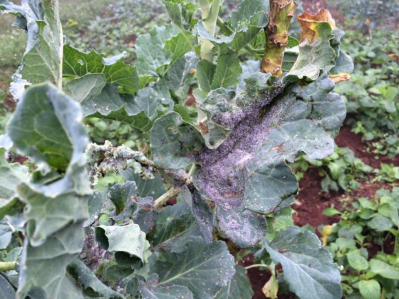 invasive species infected plants