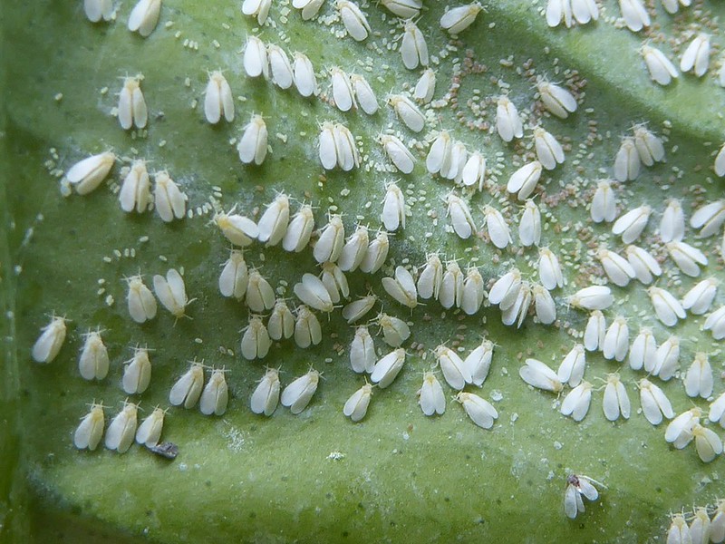 invasive species whitefly